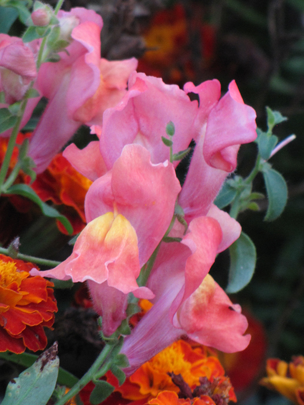 Montego Pink Snapdragon (Antirrhinum majus 'Montego Pink') in Orange ...