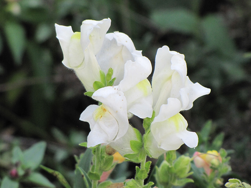 Montego White Snapdragon (Antirrhinum majus 'Montego White') at Roger's Gardens