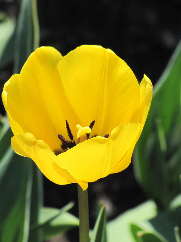 Golden Apeldoorn Tulip (Tulipa 'Golden Apeldoorn') at Roger's Gardens