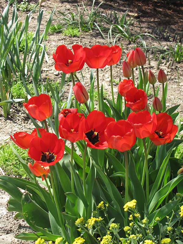 Red Apeldoorn Tulip (Tulipa 'Red Apeldoorn') at Roger's Gardens