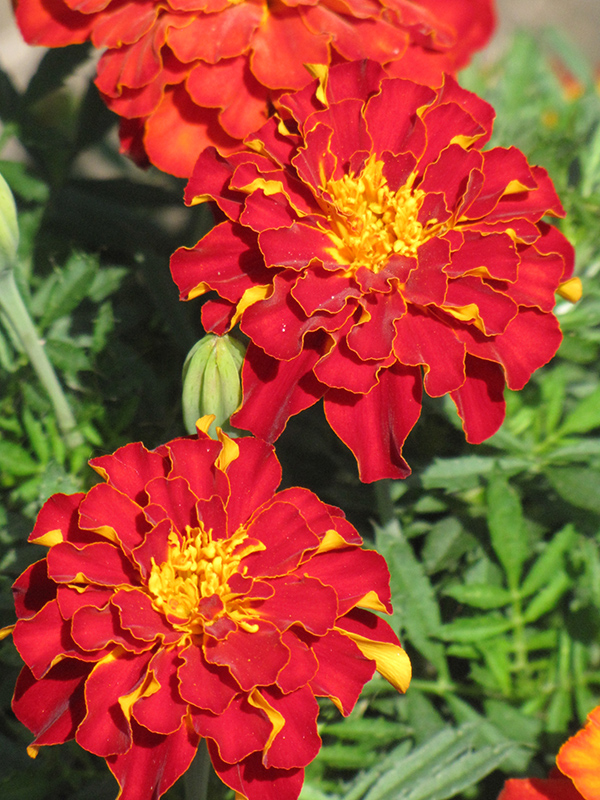 Safari Red Marigold (Tagetes patula 'Safari Red') at Roger's Gardens