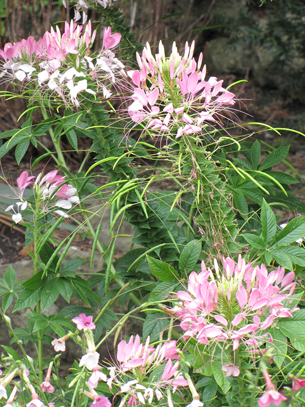 Sparkler Blush Spiderflower (Cleome hassleriana 'Sparkler Blush') at Roger's Gardens