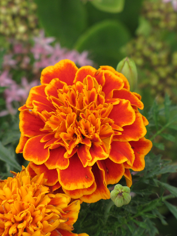 Janie Flame Marigold (Tagetes patula 'Janie Flame') at Roger's Gardens