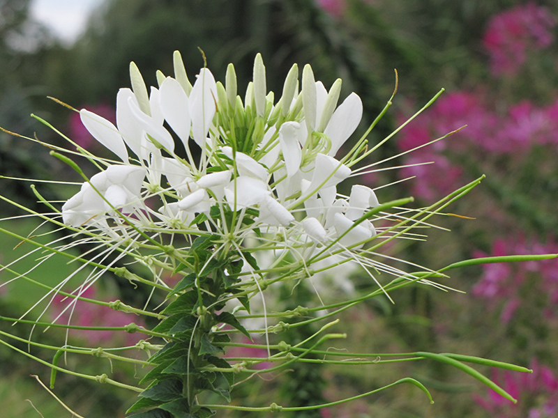White Queen Spiderflower (Cleome hassleriana 'White Queen') at Roger's Gardens