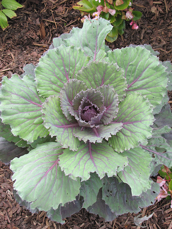 Dynasty Red Ornamental Cabbage (Brassica oleracea var. capitata 'Dynasty Red') at Roger's Gardens