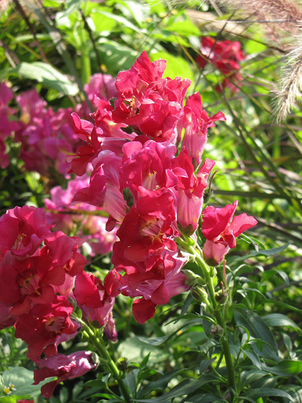 Madame Butterfly Red-Magenta Snapdragon (Antirrhinum majus 'Madame Butterfly Red-Magenta') at Roger's Gardens