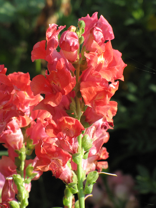 Madame Butterfly Rosy-Bronze Snapdragon (Antirrhinum majus 'Madame Butterfly Rosy-Bronze') at Roger's Gardens