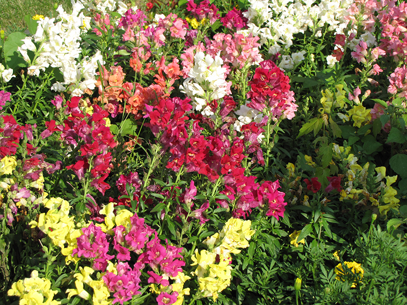 Madame Butterfly Mix (Antirrhinum majus 'Madame Butterfly Mix') at Roger's Gardens