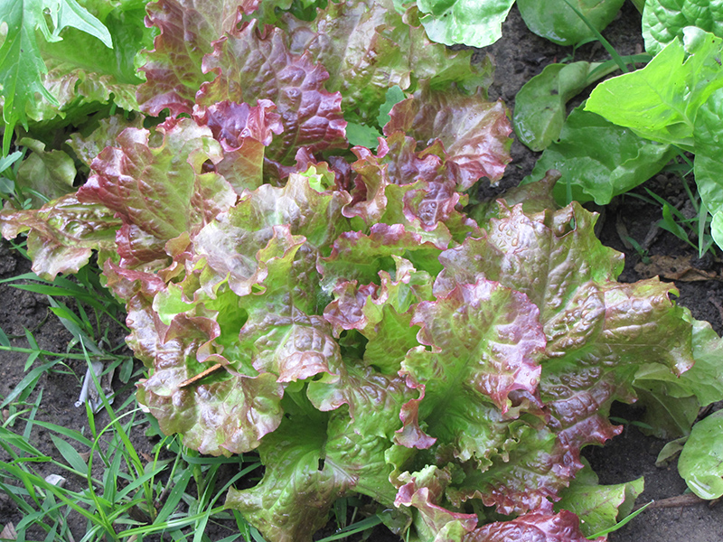 Red Salad Bowl Lettuce (Lactuca sativa var. crispa 'Red Salad Bowl') at Roger's Gardens