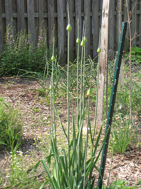 Garlic (Allium sativum) at Roger's Gardens