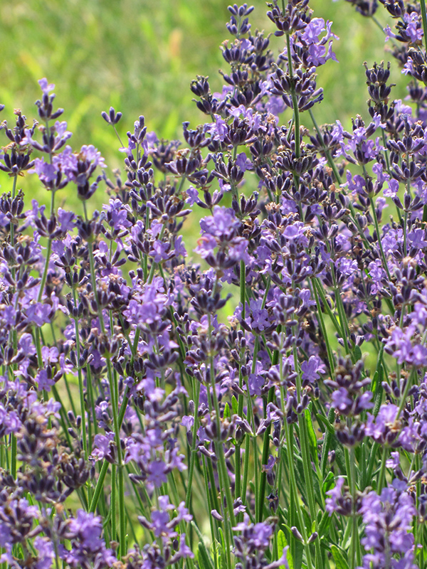 English Lavender (Lavandula angustifolia) at Roger's Gardens