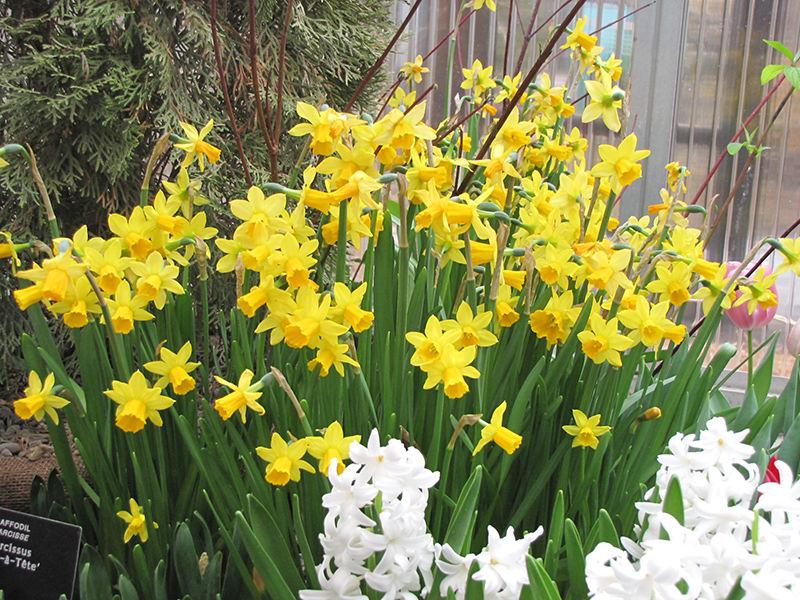 Tete a Tete Daffodil (Narcissus 'Tete a Tete') at Roger's Gardens