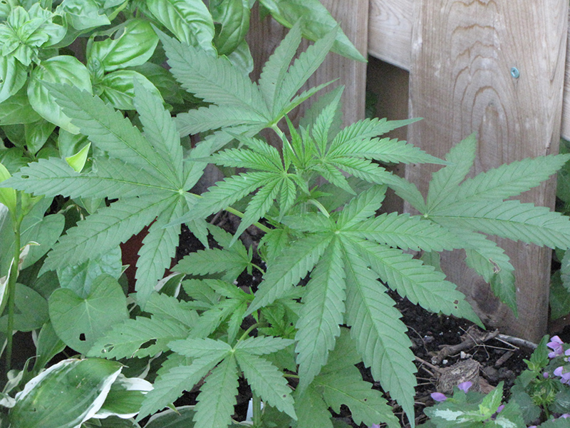 Marijuana (Cannabis sativa) at Roger's Gardens
