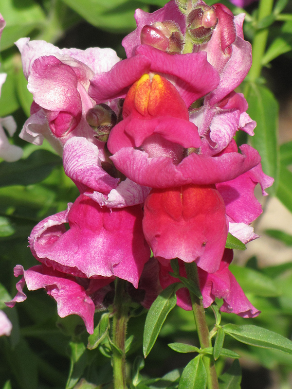 Snapshot Rose Snapdragon (Antirrhinum majus 'PAS409648') at Roger's Gardens