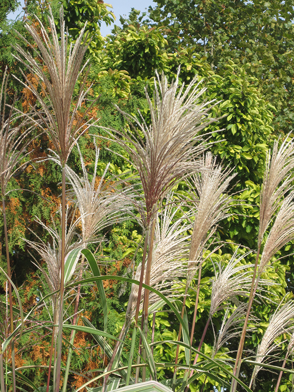 Variegated Silver Grass (Miscanthus sinensis 'Variegatus') at Roger's Gardens