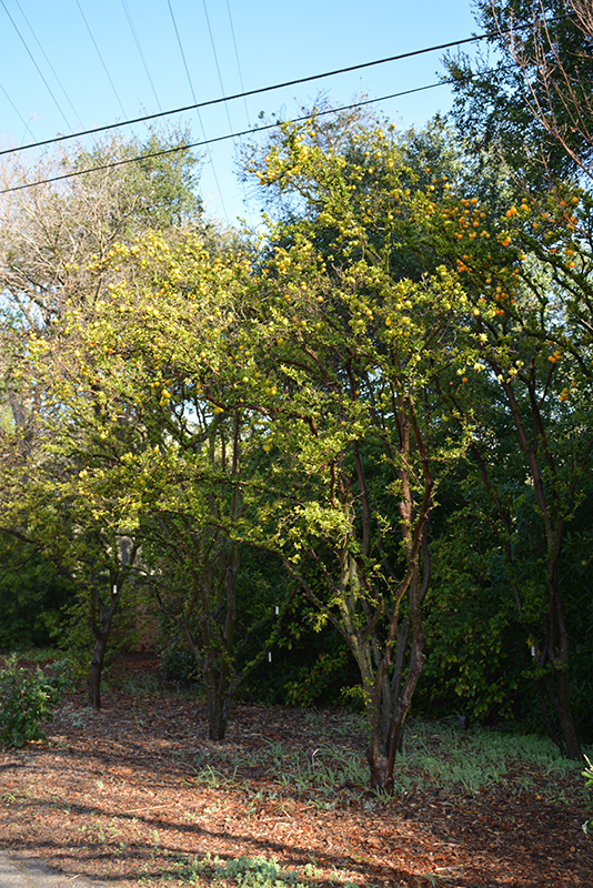 Chinotto Myrtle-leaved Orange (Citrus aurantium var. myrtifolia 'Chinotto') at Roger's Gardens