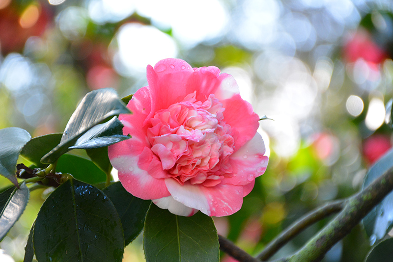 Elegans Variegated Camellia (Camellia japonica 'Elegans Variegated') at Roger's Gardens