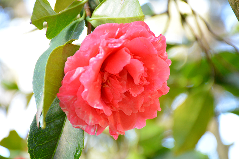 Daikagura Camellia (Camellia japonica 'Daikagura') at Roger's Gardens
