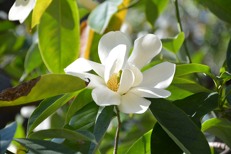 Sweet Michelia Magnolia (Magnolia doltsopa) at Roger's Gardens
