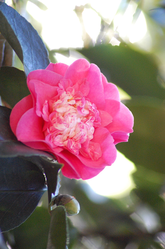 Elegans Supreme Camellia (Camellia japonica 'Elegans Supreme') at Roger's Gardens