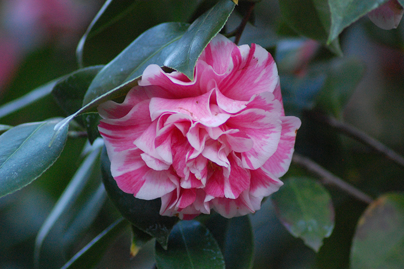 Jordan's Pride Camellia (Camellia japonica 'Herme') at Roger's Gardens