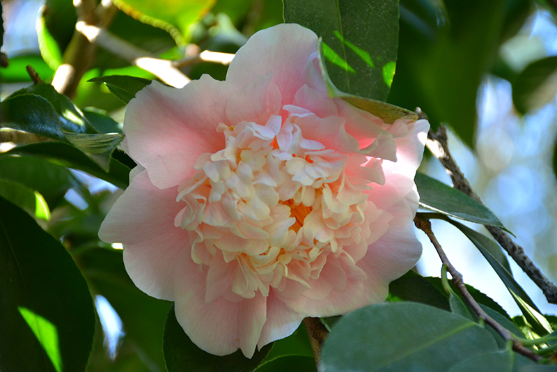 C.M. Wilson Camellia (Camellia japonica 'C.M. Wilson') at Roger's Gardens