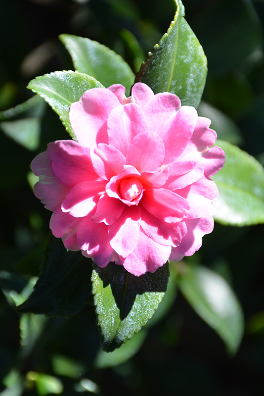 Interlude Camellia (Camellia sasanqua 'Interlude') at Roger's Gardens
