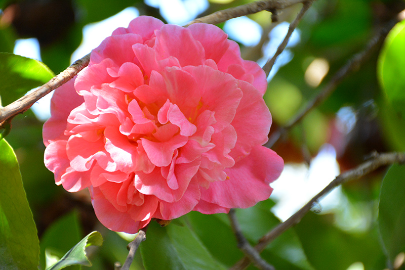 Marie Bracey Camellia (Camellia japonica 'Marie Bracey') at Roger's Gardens