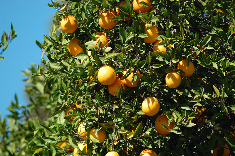 Washington Navel Orange (Citrus sinensis 'Washington Navel') at Roger's Gardens