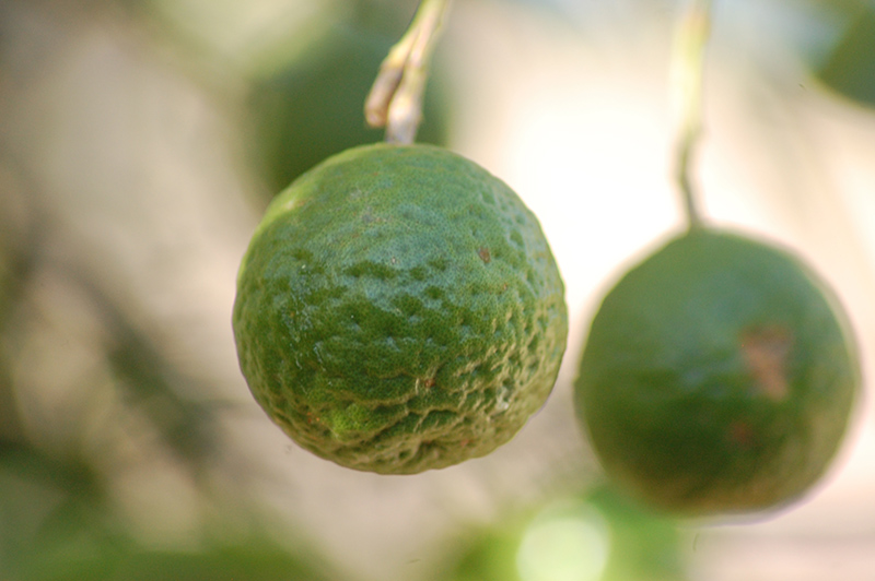 Kaffir Lime (Citrus hystrix) at Roger's Gardens