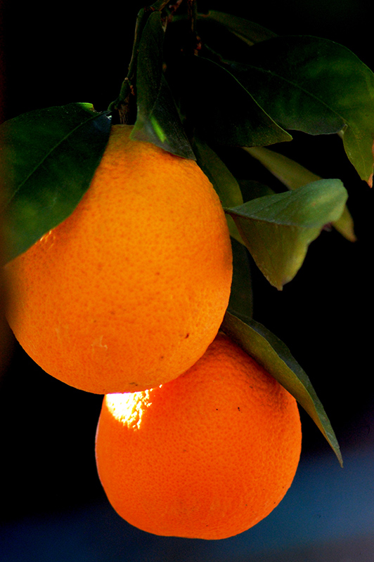 Robertson Navel Orange (Citrus sinensis 'Robertson') at Roger's Gardens
