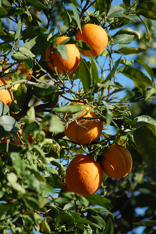 Moro Blood Orange (Citrus sinensis 'Moro') at Roger's Gardens