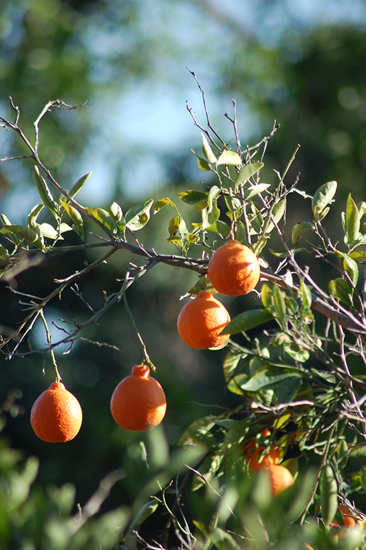 Pixie Mandarin (Citrus reticulata 'Pixie') at Roger's Gardens