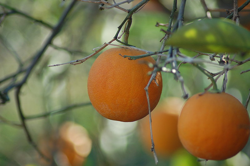 Tarocco Blood Orange (Citrus sinensis 'Tarocco') at Roger's Gardens