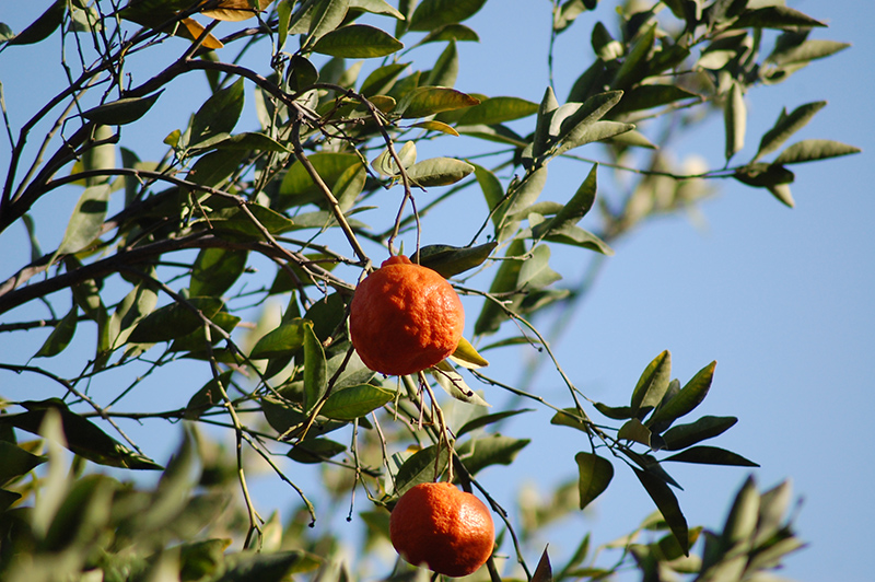 Dancy Tangerine (Citrus reticulata 'Dancy') at Roger's Gardens