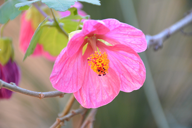 Pink Flowering Maple (Abutilon 'Pink') at Roger's Gardens