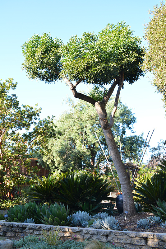 Cabbage Tree (Cussonia spicata) at Roger's Gardens