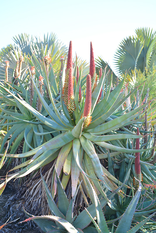 Aloe x principis (Aloe x principis) at Roger's Gardens