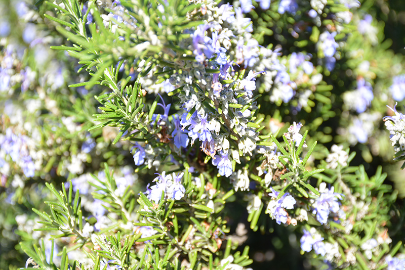 Blue Spires Rosemary (Rosmarinus officinalis 'Blue Spires') at Roger's Gardens