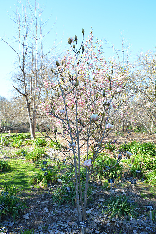 Athene Magnolia (Magnolia 'Athene') at Roger's Gardens