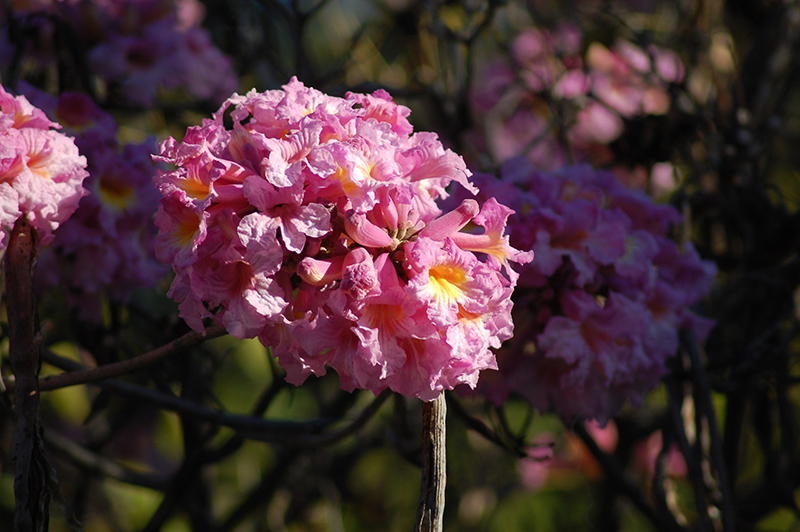 Pink Trumpet Tree (Tabebuia impetiginosa) at Roger's Gardens