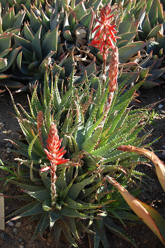 Spider Aloe (Aloe x spinosissima) at Roger's Gardens