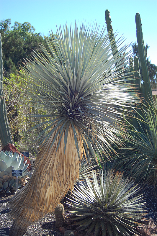 Beaked Yucca (Yucca rostrata) at Roger's Gardens