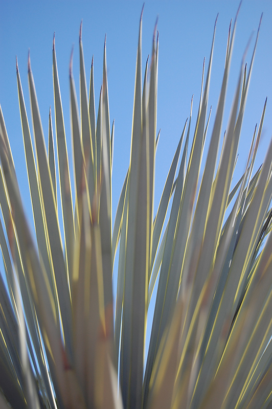 Beaked Yucca (Yucca rostrata) at Roger's Gardens