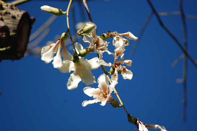 White Silk Floss Tree (Chorisia insignis) at Roger's Gardens