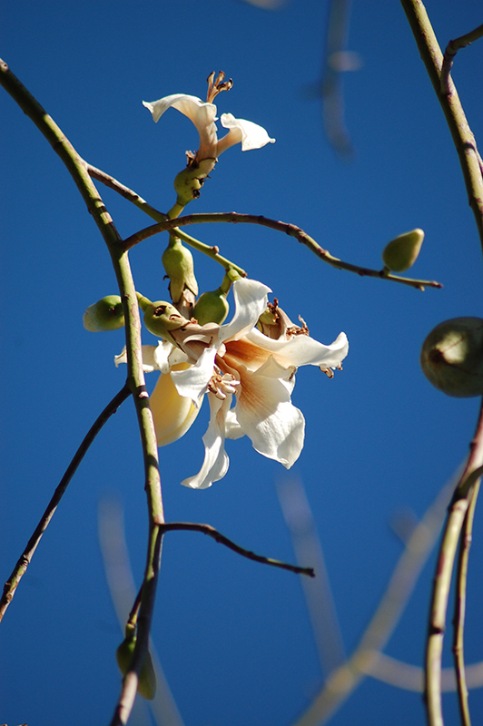 White Silk Floss Tree (Chorisia insignis) at Roger's Gardens