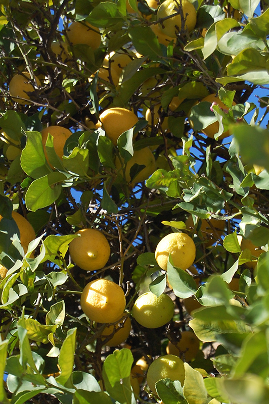 Lemon (Citrus limon) at Roger's Gardens