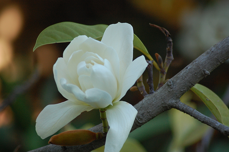 Plata coloidal 250 cc. - MAGNOLIA