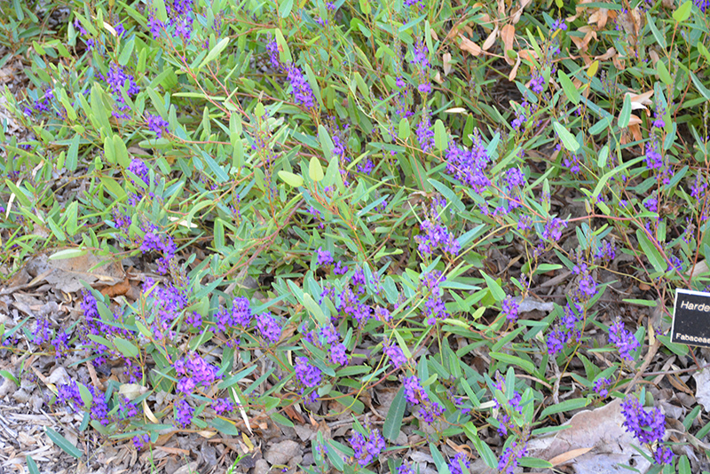 Mini Haha Dwarf Purple Vine Lilac (Hardenbergia violacea 'Mini Haha') at Roger's Gardens
