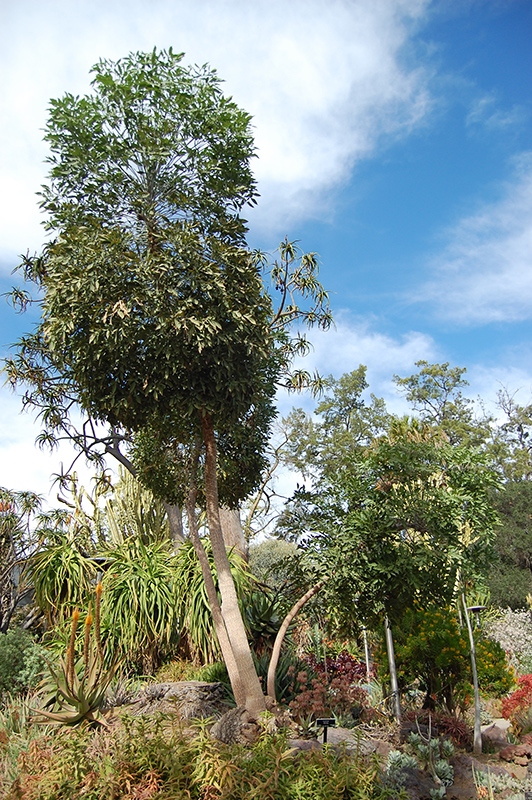 Cabbage Tree (Cussonia spicata) at Roger's Gardens